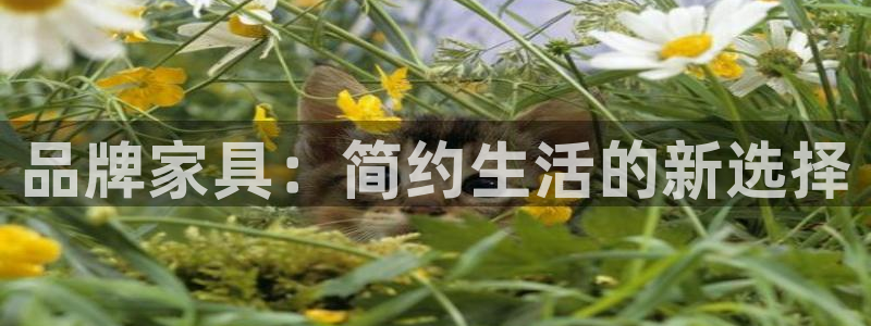 龙八国际可b48点tv